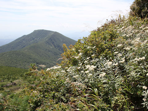 Anaphalis margaritacea var. angustior