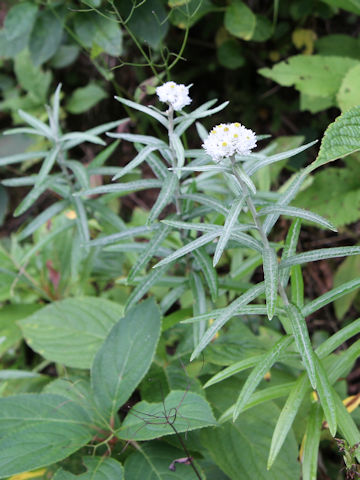 Anaphalis margaritacea var. angustior