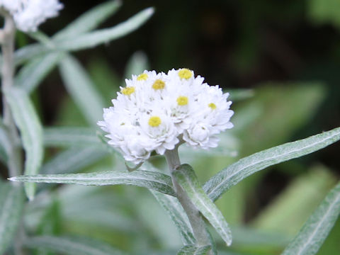 Anaphalis margaritacea var. angustior