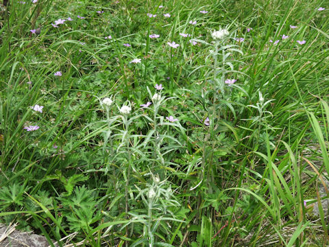 Anaphalis margaritacea var. angustior