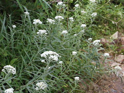 Anaphalis margaritacea var. angustior