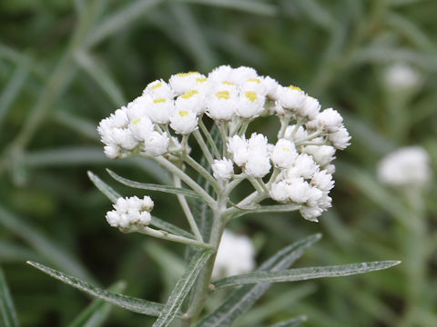 Anaphalis margaritacea var. angustior