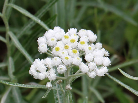 Anaphalis margaritacea var. angustior