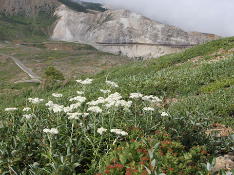 Anaphalis margaritacea var. angustior