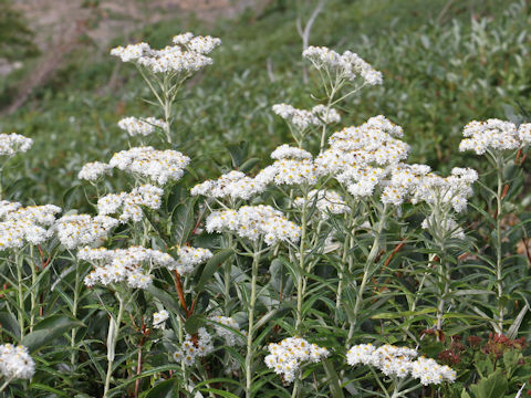 Anaphalis margaritacea var. angustior