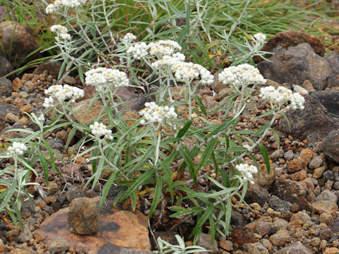 Anaphalis margaritacea var. angustior