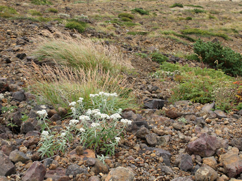 Anaphalis margaritacea var. angustior