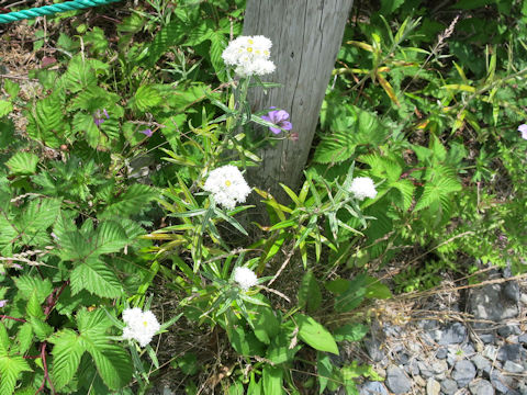 Anaphalis margaritacea var. angustior