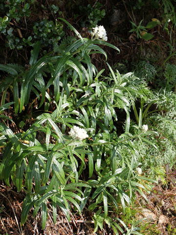 Anaphalis margaritacea var. angustior