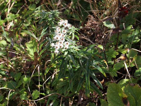 Anaphalis margaritacea var. angustior