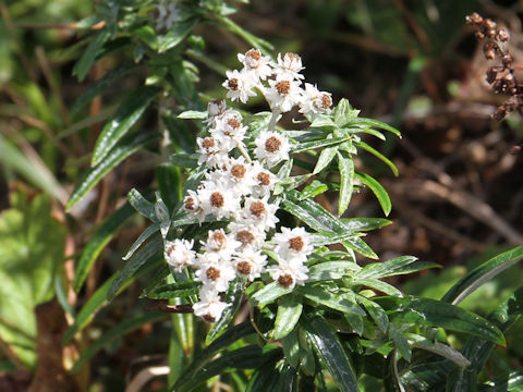 Anaphalis margaritacea var. angustior