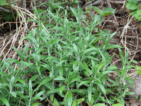 Anaphalis margaritacea var. angustior