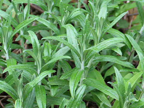 Anaphalis margaritacea var. angustior