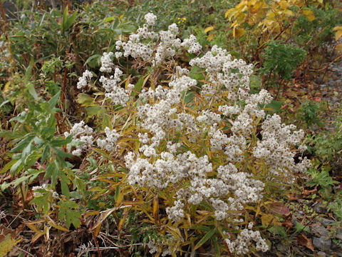 Anaphalis margaritacea var. angustior