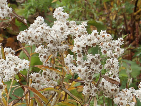 Anaphalis margaritacea var. angustior