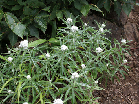 Anaphalis margaritacea var. angustior