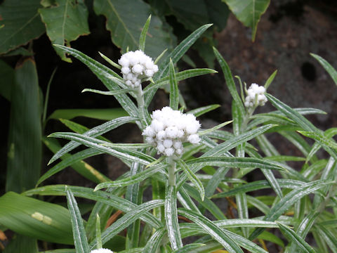 Anaphalis margaritacea var. angustior