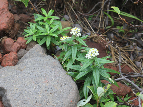 Anaphalis margaritacea var. angustior