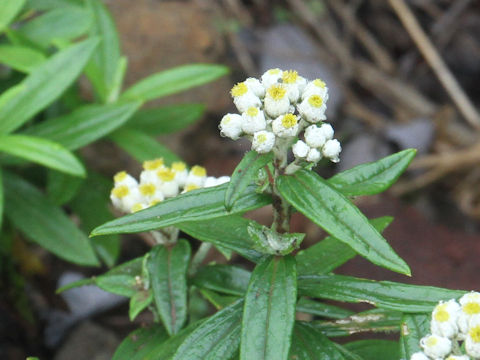 Anaphalis margaritacea var. angustior