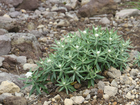 Anaphalis margaritacea var. angustior