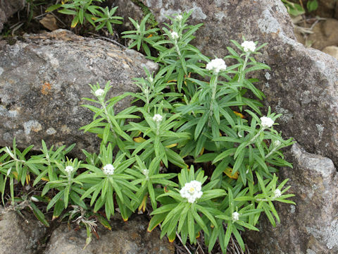 Anaphalis margaritacea var. angustior