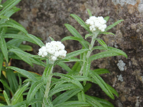 Anaphalis margaritacea var. angustior