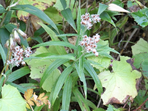 Anaphalis margaritacea var. angustior