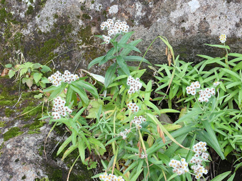 Anaphalis margaritacea var. angustior