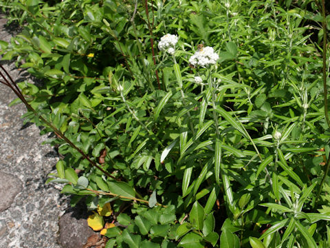 Anaphalis margaritacea var. angustior