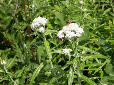 Anaphalis margaritacea var. angustior