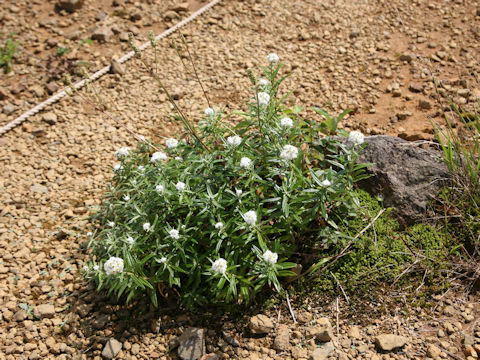 Anaphalis margaritacea var. angustior