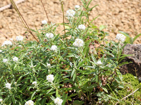 Anaphalis margaritacea var. angustior