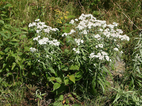 Anaphalis margaritacea var. angustior