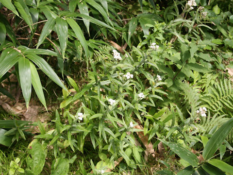 Anaphalis margaritacea var. angustior