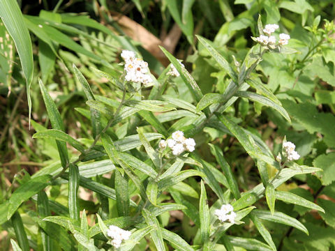 Anaphalis margaritacea var. angustior