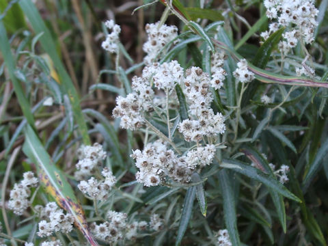 Anaphalis margaritacea var. angustior