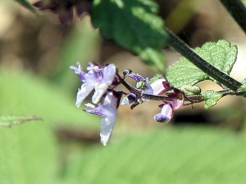 Rabdosia inflexa