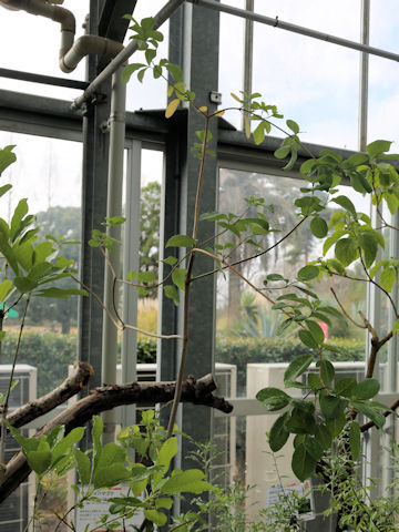 Vitex bicolor