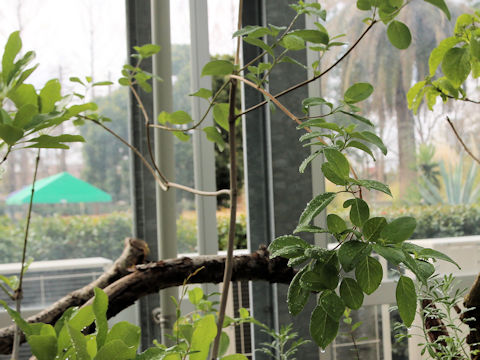 Vitex bicolor