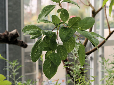 Vitex bicolor