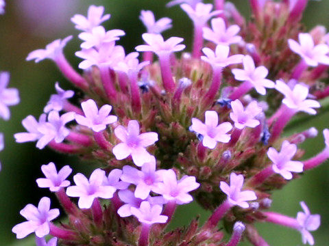 Verbena bonariensis