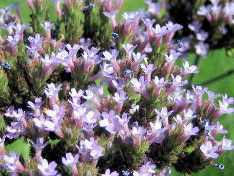 Verbena bonariensis