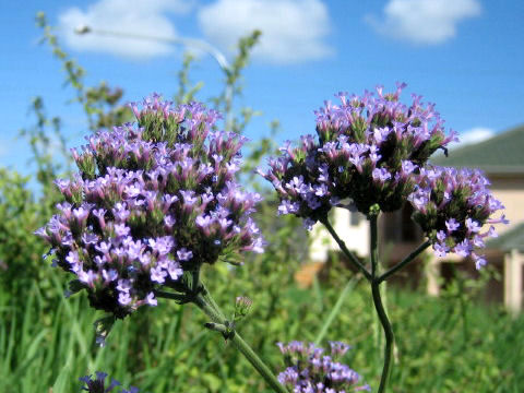 Verbena bonariensis