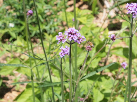 Verbena bonariensis