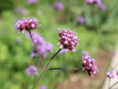 Verbena bonariensis