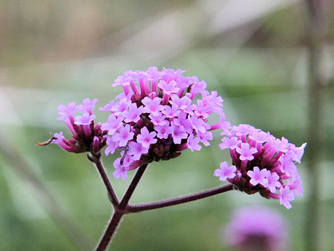 Verbena bonariensis