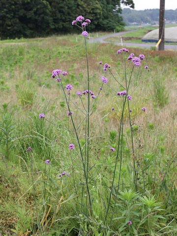 Verbena bonariensis