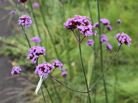 Verbena bonariensis