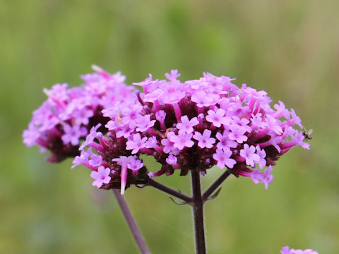 Verbena bonariensis