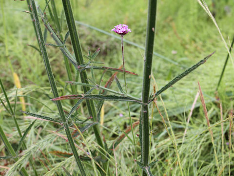 Verbena bonariensis